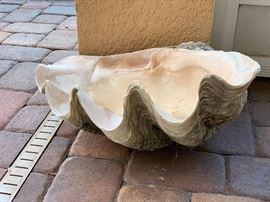 Extra large natural SHELL 