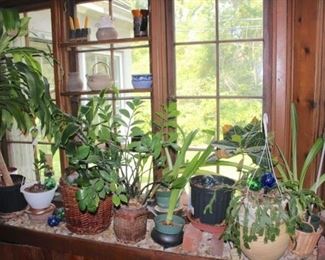 Variety of Potted Plants
