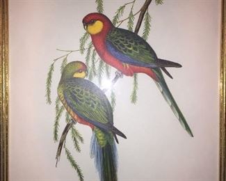 early Gould parrot print