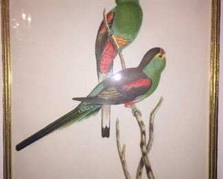 2nd early Gould bird print
