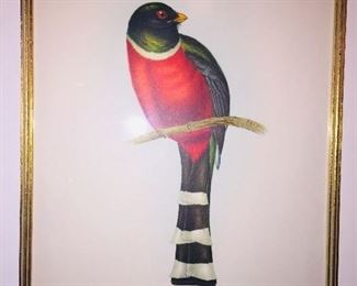 3rd early Gould bird print