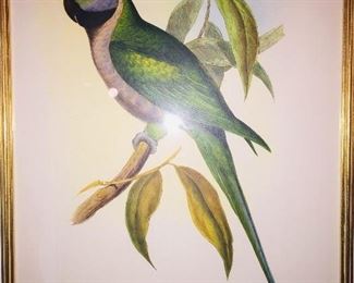4th early Gould Bird print