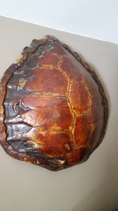 Tortoise shell -- beautiful specimen