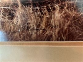 MANGELSEN “Canada Geese in Reeds” Signed by Thomas Mangelsen