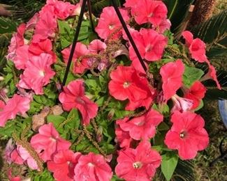 Plants
