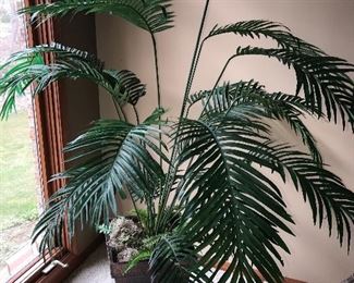 INDOOR TALL PLANT