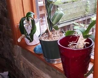 Orchids