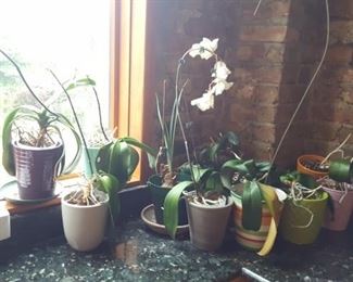 Orchids