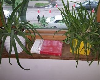 Aloes