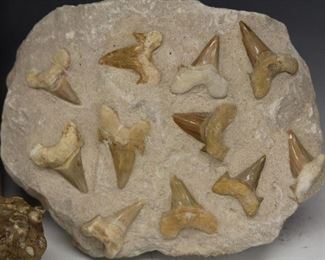 LOT #5406 - LOT OF (15) CAST FOSSIL SPECIMENS