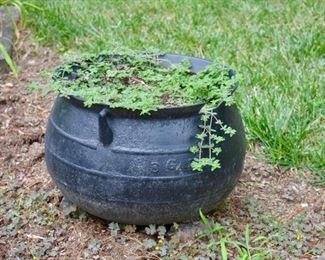 cast iron planter pot