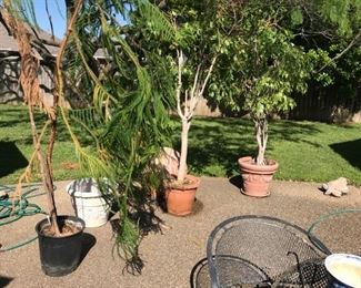 Potted Plants