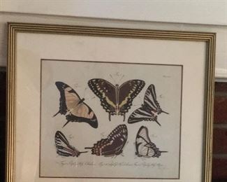 Vintage butterfly lithograph