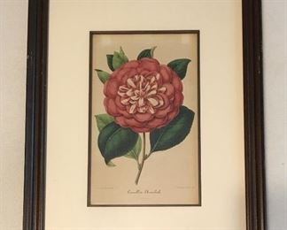 G. Severeyns lithograph Camellia 