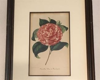 G. Severeyns lithograph Camellia Due de Reichstadt