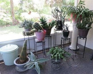 Cactus Plants, Plant Stands