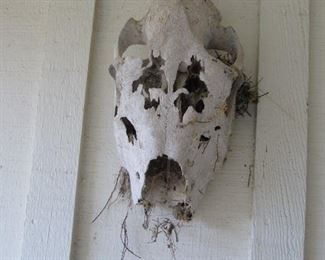 Skull with bird nest - Note- this skull is no longer for sale due to nesting bird with baby