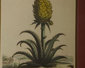  Munting, Abraham. "Ananas" [Pineapple]. Hand-Colored Engraving. [Leiden and Utrecht], [1696]. Folio sheet, 12 3/8 x 8 inches; 314 x 203 mm. Generally clean, very light age toning, very minor occasional foxing. Framed.