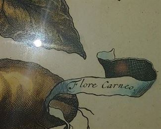 "This highly decorative, folio botanical engraving is from Abraham Munting's Naauwkeurige Beschryving der Aardgewassen.... The work was published by Pieter vander Aa and Francois Halma Utrecht and Leiden in 1696. The work found popularity due to the new design of the images which featured the plants against charming landscape backgrounds. 

"Each plate shows a different plant in flower, including many exotic species from America and other distant lands. The plant dominates the foreground, filling the entire page, often with a detail of the fruit or the flowers presented on a smaller scale. In some cases the plants are presented à trompe l'oeil, while in others they have been arranged in decorated urns. Sometimes gardening tools are depicted as well. The name of each plant appears written on an elegantly fluttering ribbon or cartouche, or on a crumbling marble plaque. The originality of the work lies, however, in the small landscapes that have been inserted into the background of the pl