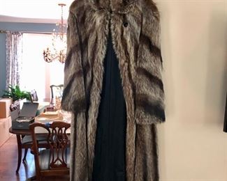 Full. length raccoon