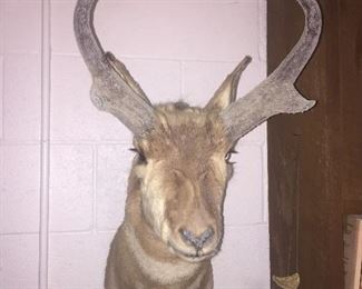 Pronghorn antelope shoulder mount