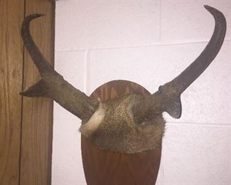Pronghorn antelope mount