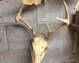 European deer head mount
