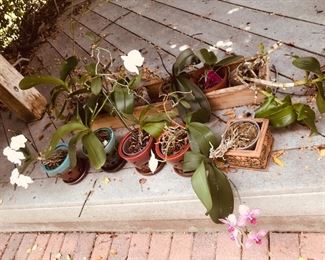 Orchids