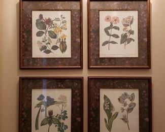 Botanical Framed Prints