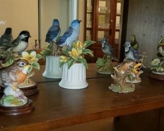 Andre by Sadek Bird Collection