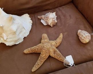 Sea Shells Conch and Starfish