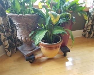 Live Plants