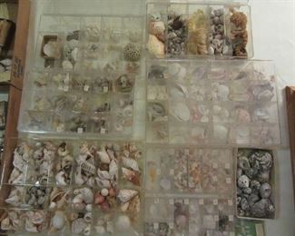 Extensive shell collection
