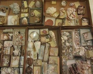 Extensive shell collection