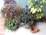 We have lots of potted plants throughout house.