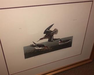 Framed Audubon - “Phalaropts Hyperboreus”