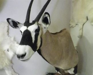 Gemsbok/Oryx Mount