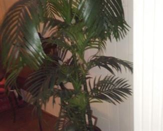 Potted Palm Great Ceramic Pot