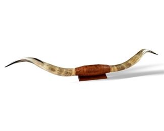 Steer horns over 6 feet long