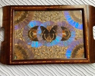 Butterfly wing tray