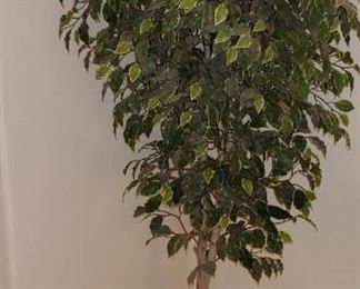 Potted Ficus (imitation)