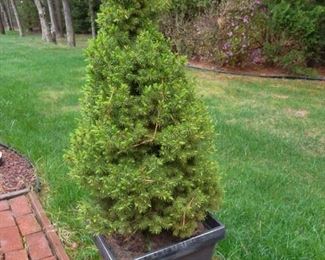 outdoor potted tree