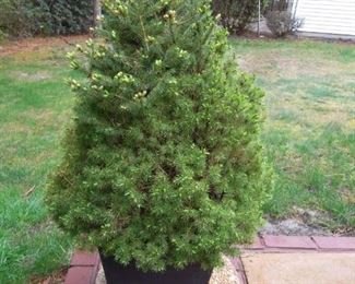another outdoor potted tree
