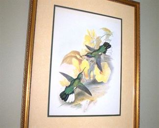 Framed hummingbird prints