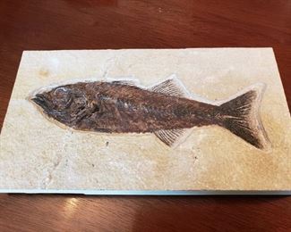 FOSSIL