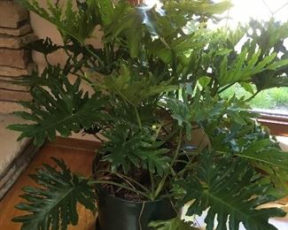 Large Exotic potted House Plants