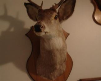Mounted Deer