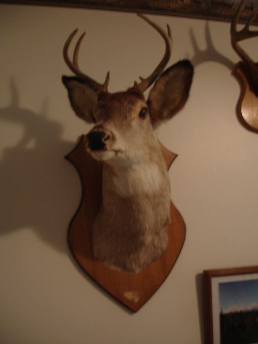 Mounted Deer