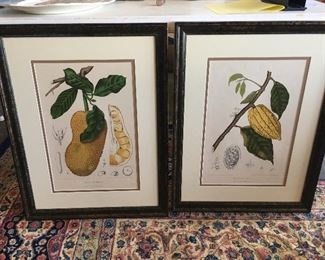 Antique botanical prints