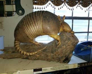 Taxidermy Amarillo 